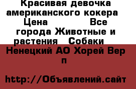 Красивая девочка американского кокера › Цена ­ 35 000 - Все города Животные и растения » Собаки   . Ненецкий АО,Хорей-Вер п.